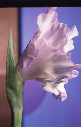 Gladiolus